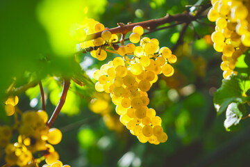 Tales of Croatian wine: Dalmatia (photo by: Manuel Venturini, source: Unsplash)