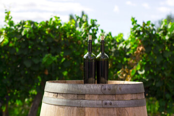 Tales of Croatian wine: Dalmatia (photo by: Rodrigo Abreu, source: Unsplash)