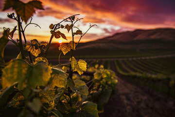 Tales of Croatian wine: Dalmatia (photo by: Tim Mossholder, source: Unsplash)