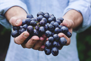 Tales of Croatian wine: Dalmatia (photo by: Maja Petric, source: Unsplash)